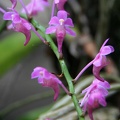 056 Wilde Orchis